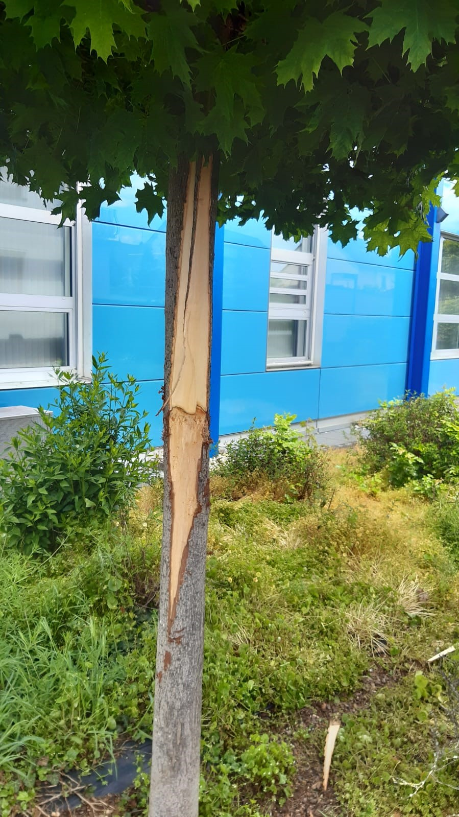 Baum Voba